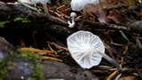 Hemimycena candida image