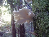 Pleurotus pulmonarius image