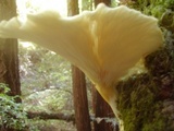 Pleurotus pulmonarius image