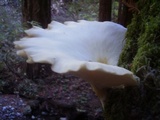 Pleurotus pulmonarius image