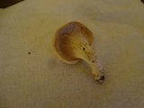 Pleurotus pulmonarius image