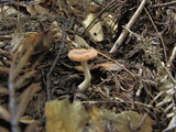 Rhodocybe hondensis image