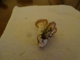 Pleurotus pulmonarius image