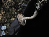 Rhodocybe hondensis image