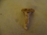 Pleurotus pulmonarius image