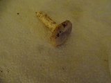 Pleurotus pulmonarius image
