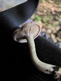 Rhodocybe hondensis image