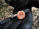 Rhodocybe hondensis image