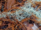 Usnea scabrata image