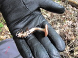 Rhodocybe hondensis image