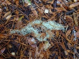 Usnea scabrata image