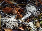 Usnea fragilescens image