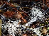 Usnea fragilescens image