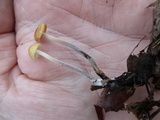 Rhizomarasmius pyrrhocephalus image