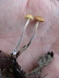 Rhizomarasmius pyrrhocephalus image