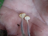 Rhizomarasmius pyrrhocephalus image