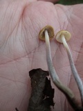Rhizomarasmius pyrrhocephalus image