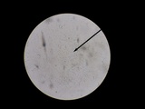 Rhizomarasmius pyrrhocephalus image