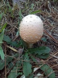 Amanita persicina image