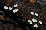 Physarum compressum image