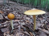 Amanita banningiana image