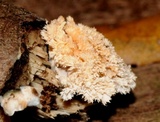 Xylaria cubensis image