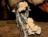 Xylaria cubensis image