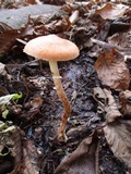 Leratiomyces squamosus image