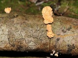 Xylaria cubensis image