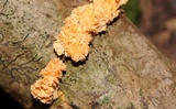 Xylaria cubensis image