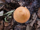 Leratiomyces squamosus image