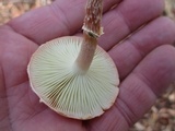 Leratiomyces squamosus var. thraustus image