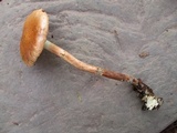 Leratiomyces squamosus image