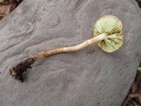 Leratiomyces squamosus var. thraustus image