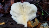 Favolus tenuiculus image