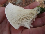 Pleurocybella porrigens image