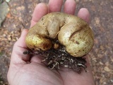 Scleroderma areolatum image