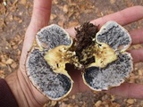 Scleroderma areolatum image