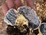 Scleroderma areolatum image