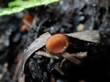 Scutellinia umbrorum image