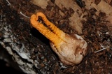 Pseudocolus fusiformis image
