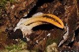 Pseudocolus fusiformis image