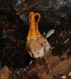 Pseudocolus fusiformis image