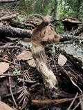 Helvella maculata image