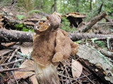 Helvella maculata image