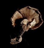 Jahnoporus hirtus image