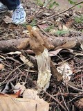 Helvella maculata image