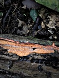 Phlebia radiata image