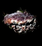 Leptoporus mollis image