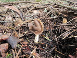Helvella compressa image